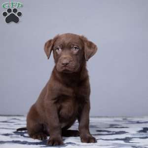Bounty, Chocolate Labrador Retriever Puppy